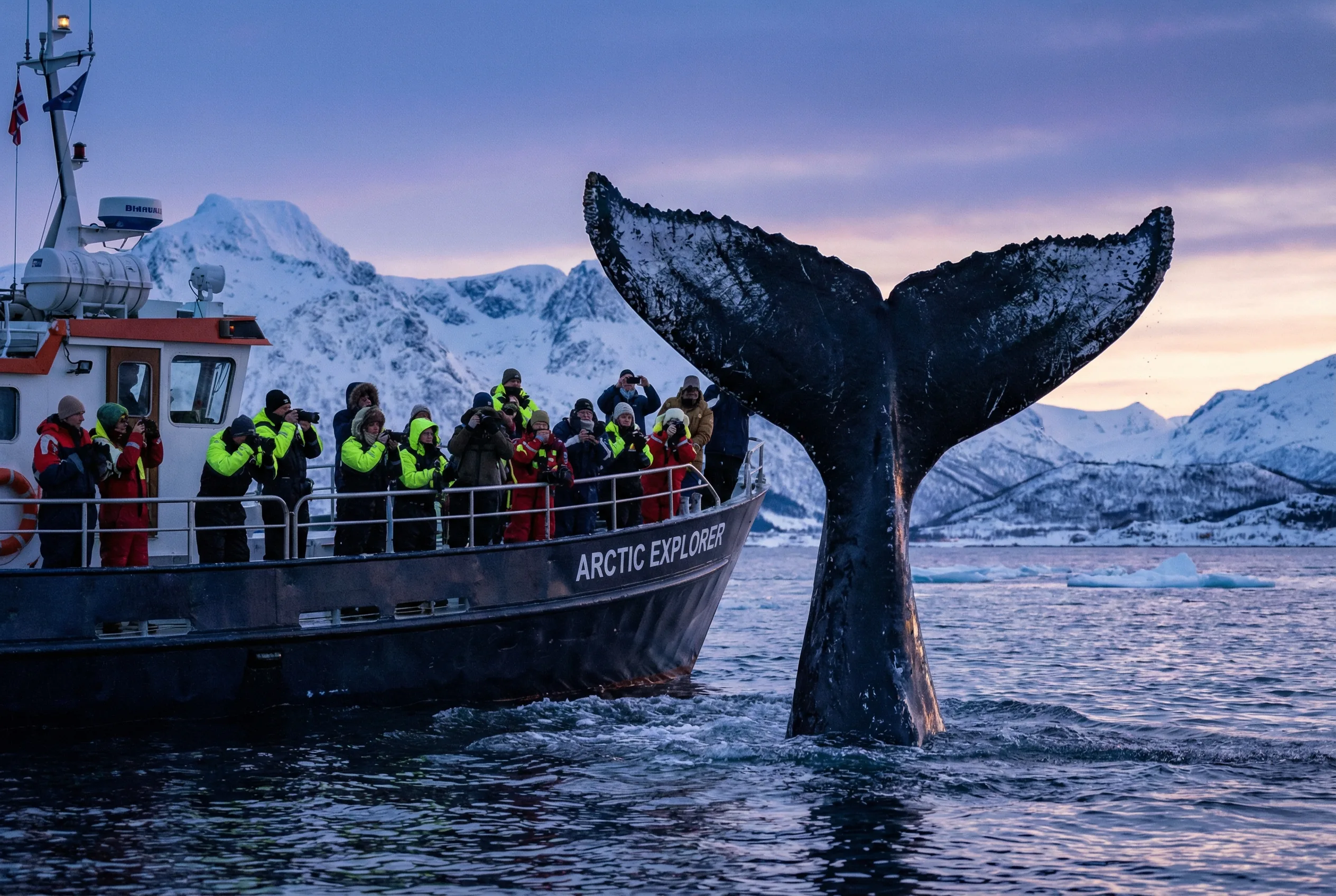 Humpback whale near Tromsø tour vessel with passengers watching