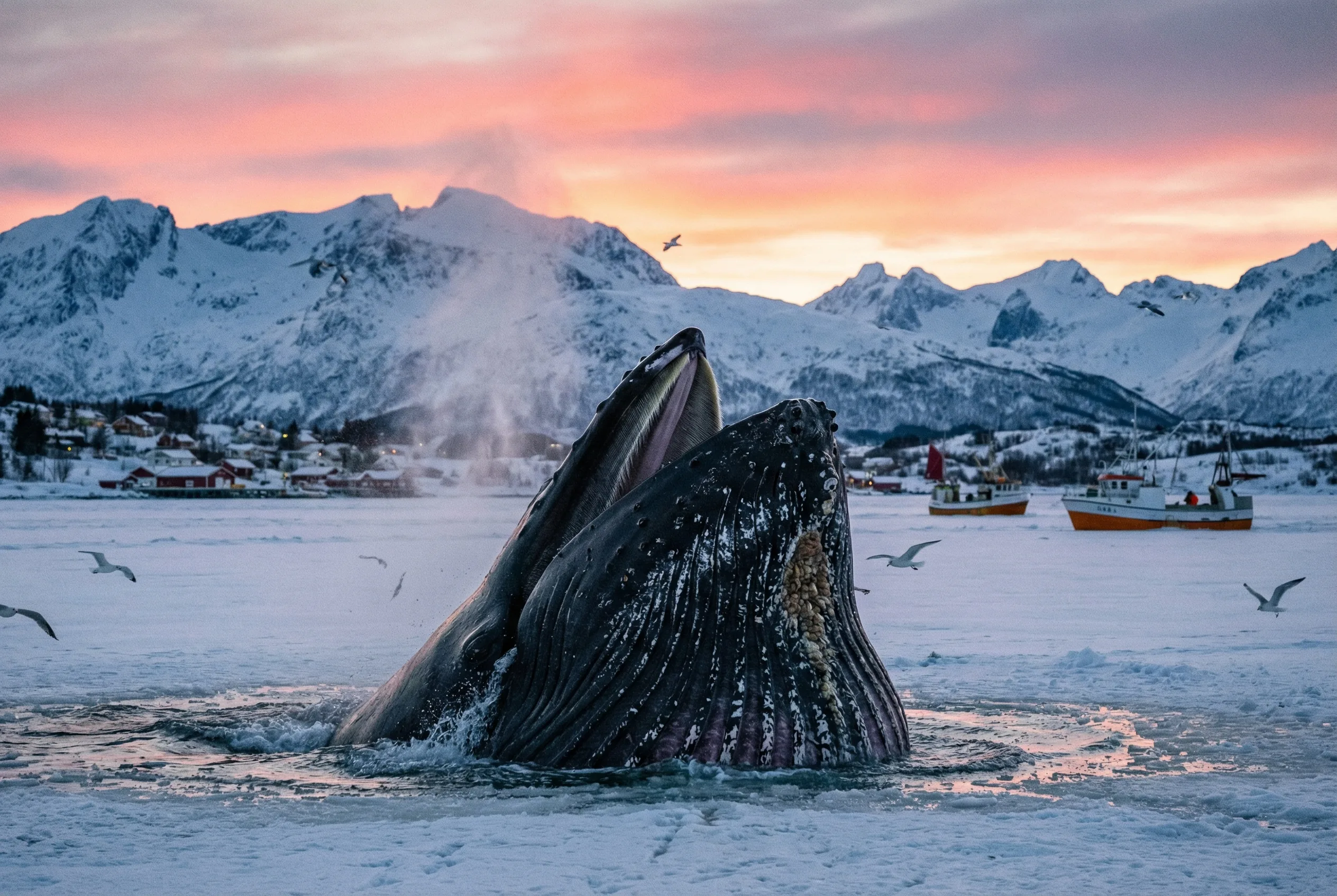 Humpback whale surface feeding lunge in Tromsø fjord