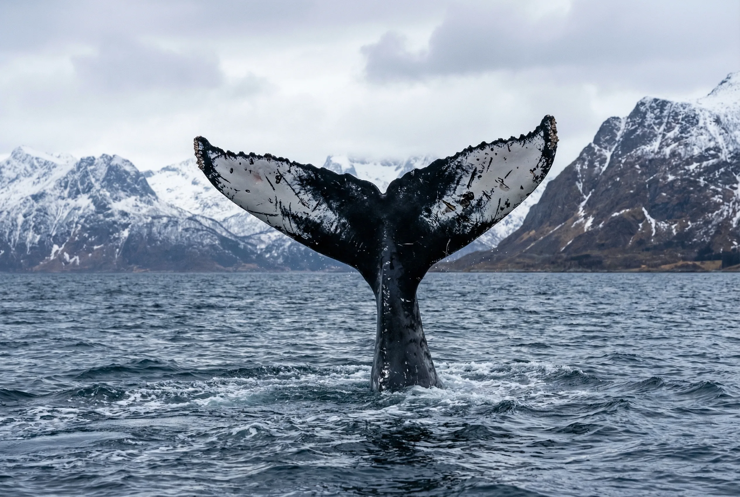 Humpback whale tail fluke in Tromsø fjord with ID markings and snowy mountains
